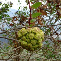 Fruits in the area of Chachimbiro